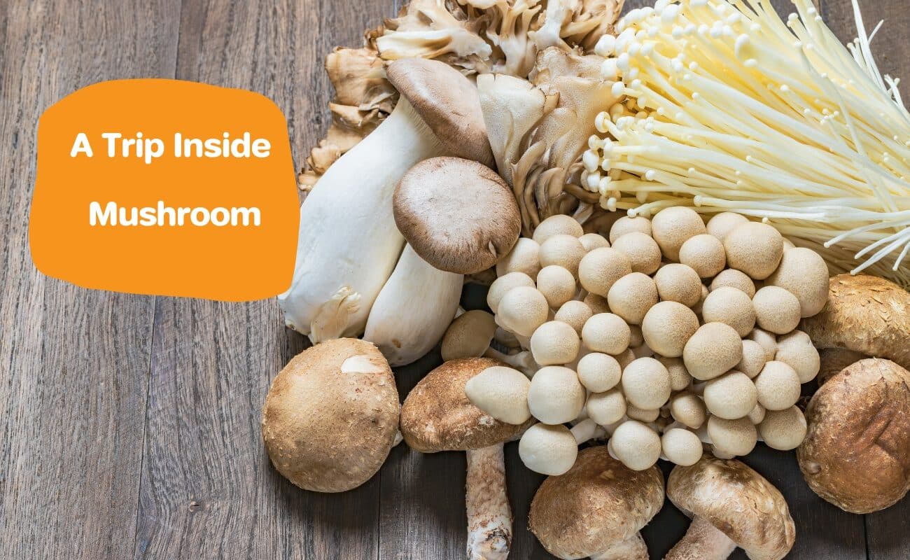 A Trip Inside Mushroom 1300 × 800px