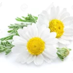 61418097 chamomile or camomile flowers isolated on white background