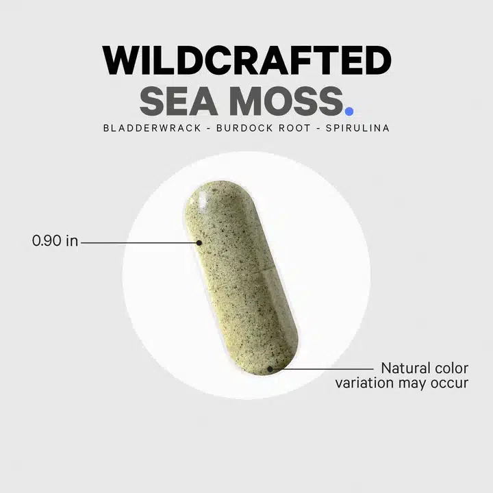 Raw Wildcrafted Sea Moss 2